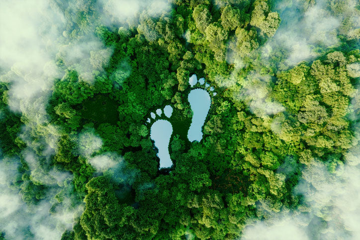 Rainforest image from the above