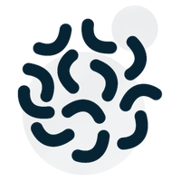 Bifidobacterium lactis