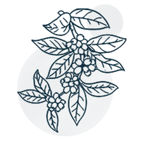 Grüner Kaffee-Extrakt