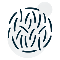 Lactobacillus bulgaricus