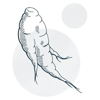 Racine de ginseng Panax