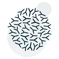 Streptococcus thermophilus