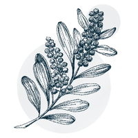 Akazienfaser (Fibregum™)