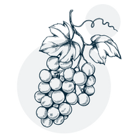 Extrait de pépins de raisin