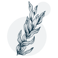 Collagène marin (collagène hydrolysé)