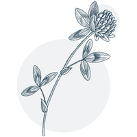 Extrait de trèfle rouge