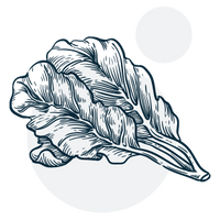 Acide folique (vitamine B9)